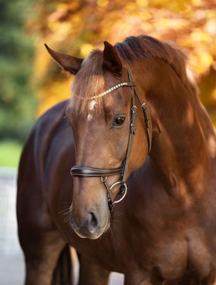 Bridle Dallas
