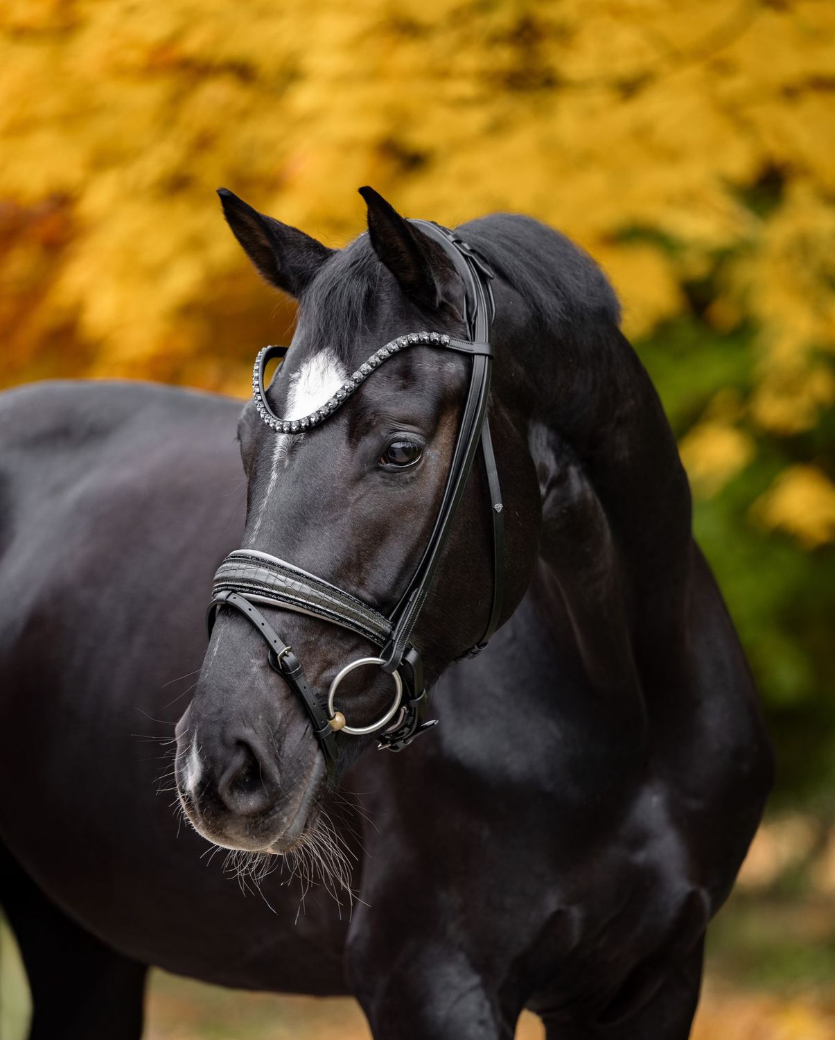 Single Bridle (Special order) 911 Single Bridle (Special order) 911