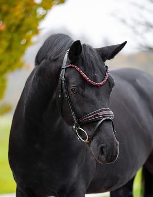 Single Bridle (Special order) 914
