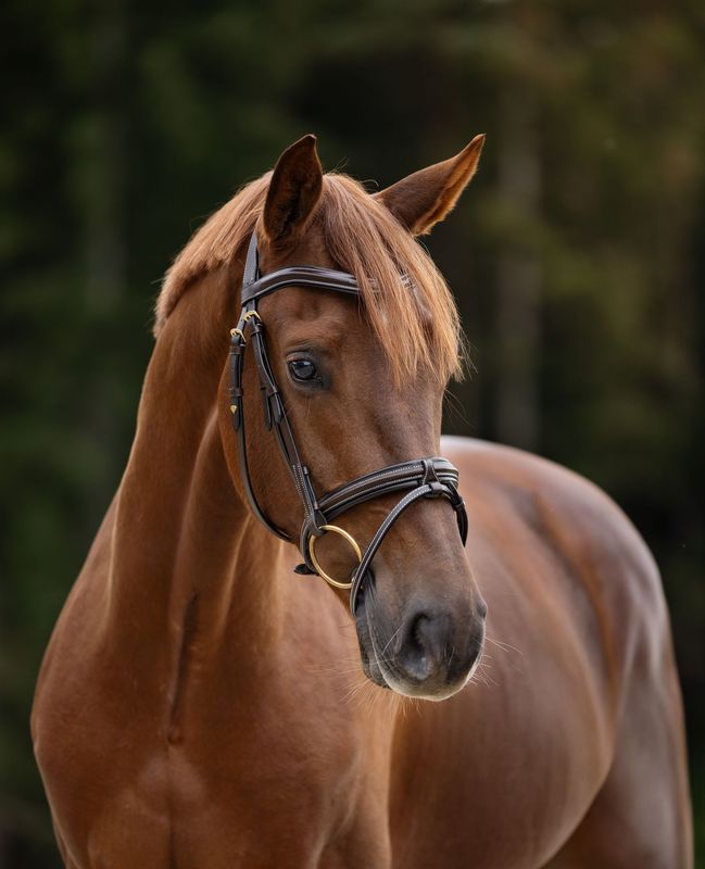 Single Bridle Wellington