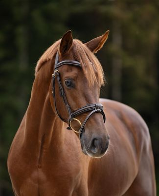 Single Bridle Wellington