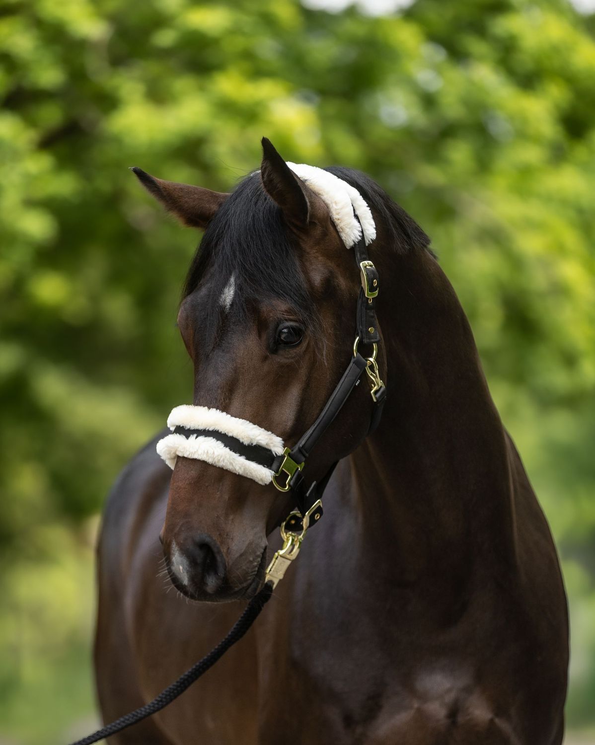 Stallhalfter Palermo
