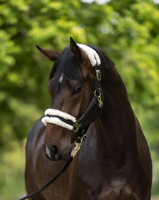 Stallhalfter Palermo