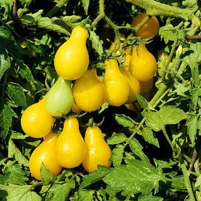 Yellow Pear (Solanum lycopersicum) Seed