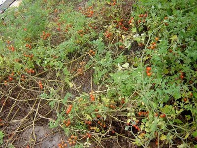 Wild Everglades (Solanum pimpinellifolium) Seed