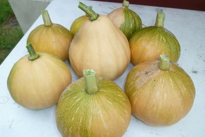 Seminole Pumpkin (Cucurbita moschata) Seed