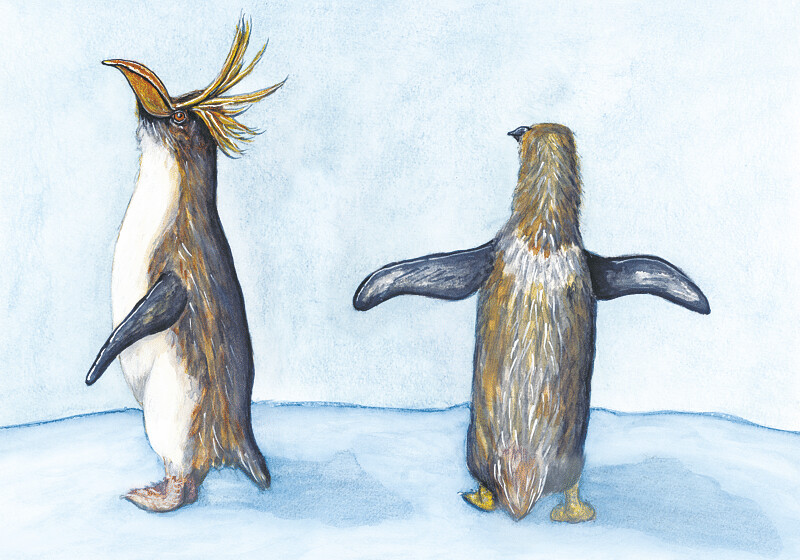 Which way did they go? Rockhopper & Humboldt Penguins ORIGINAL PAINTING
