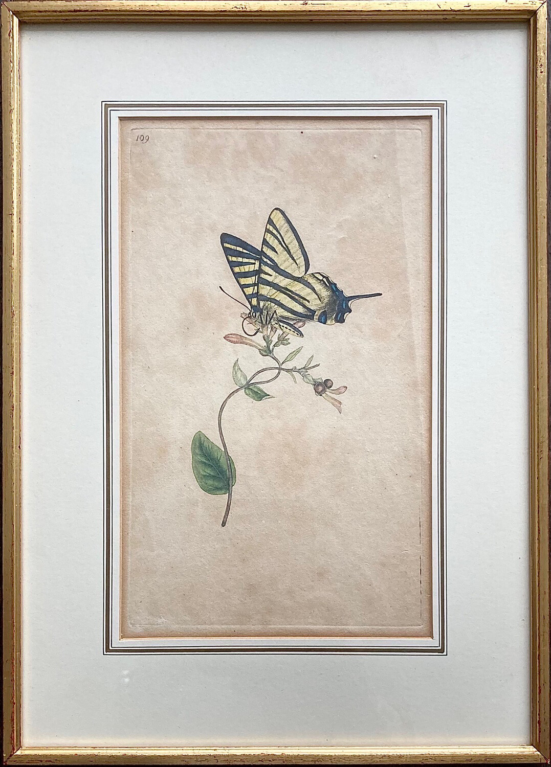 Schmetterling
