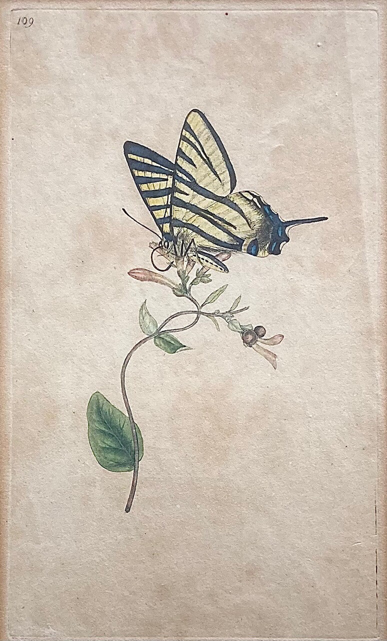 Schmetterling