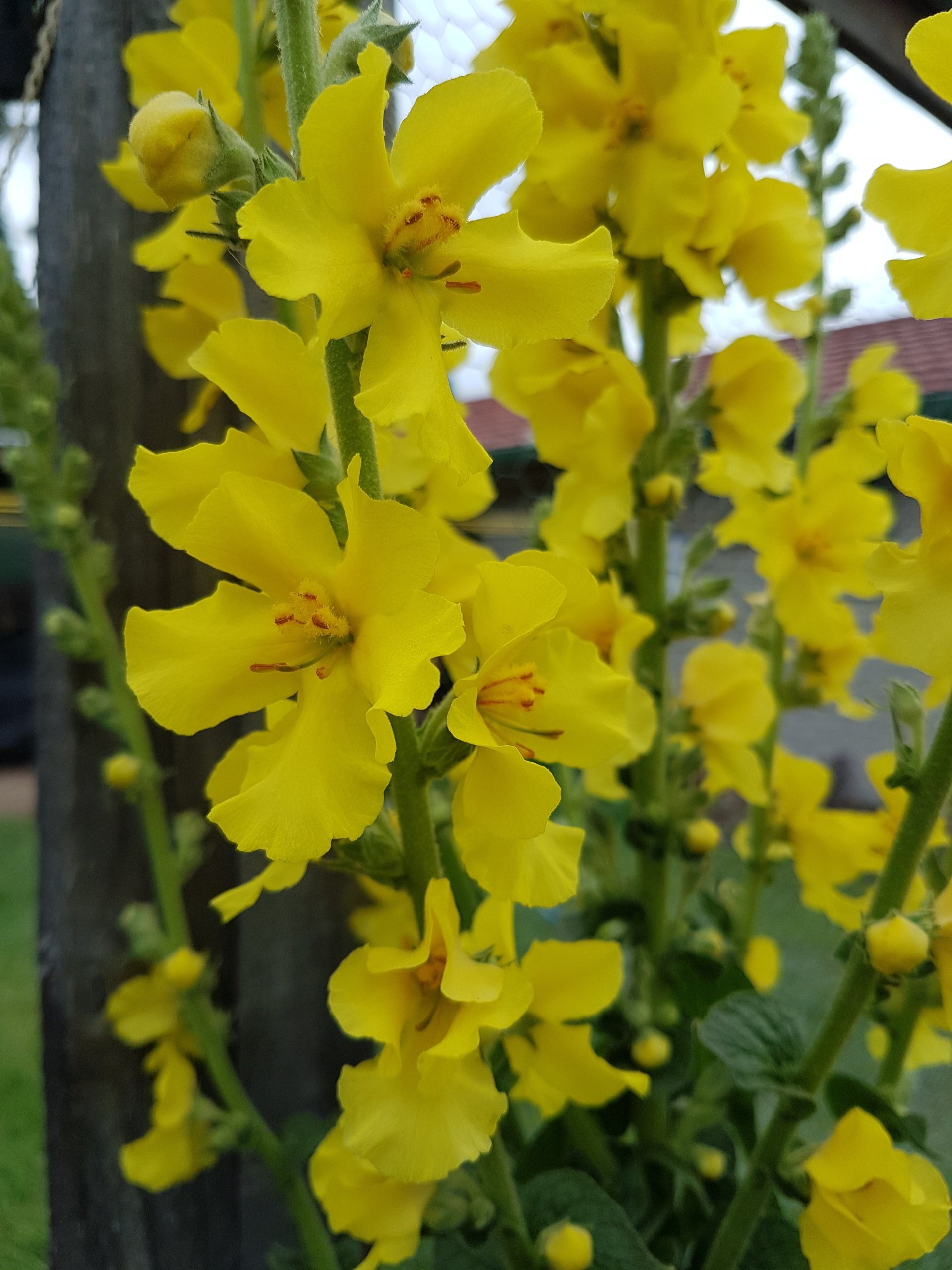 Mullein + Garlic Eardrops