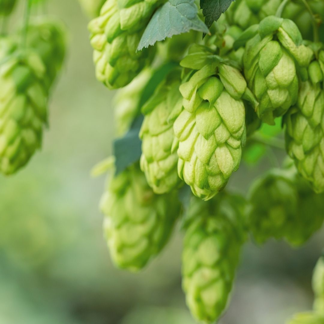 Acute Insomnia Tincture