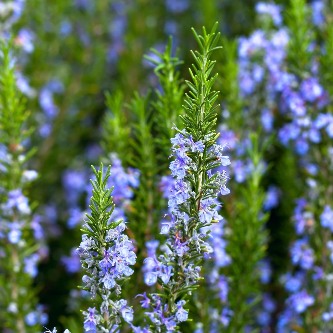 Brain Boost Tincture