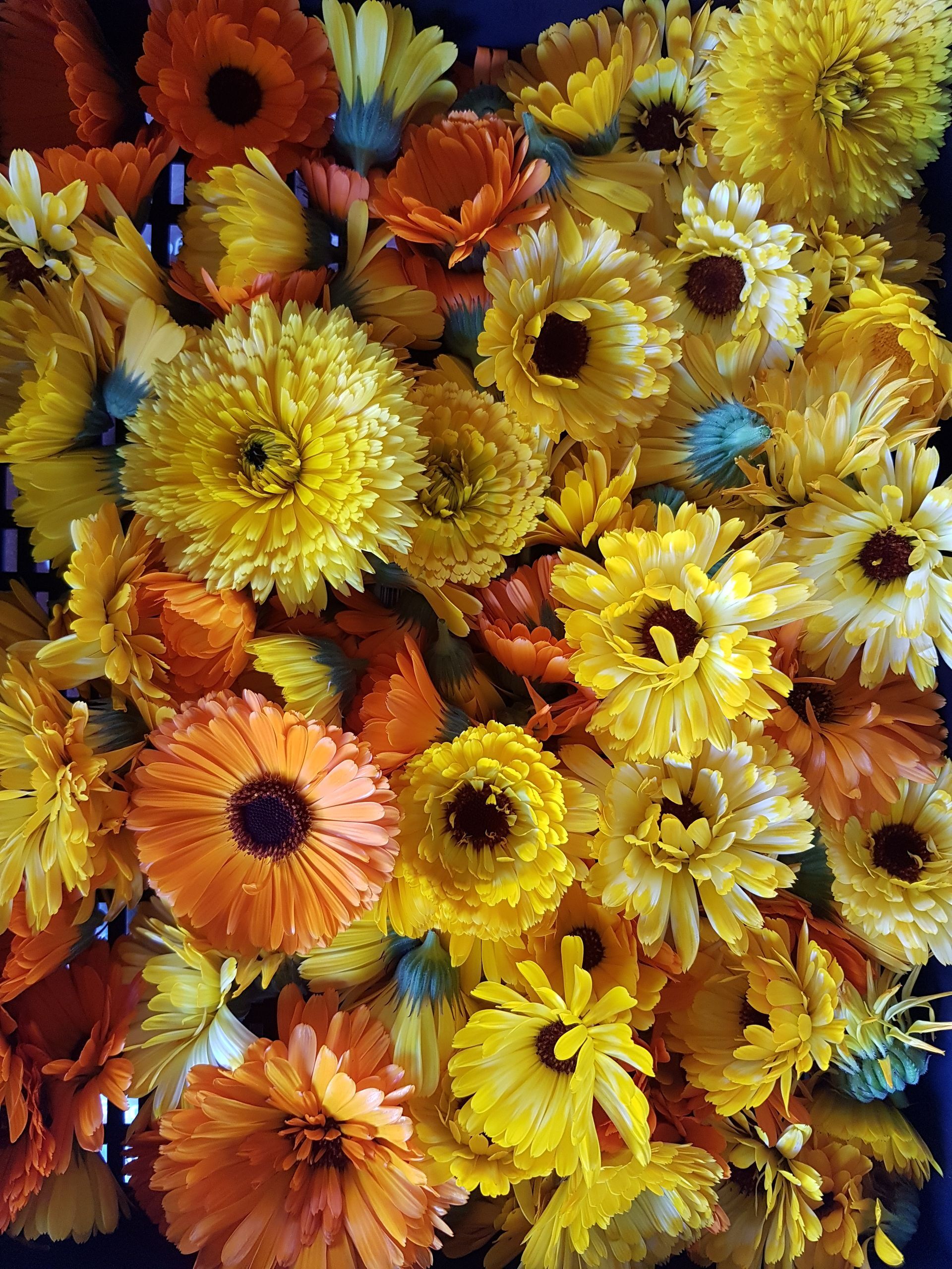 Calendula Salve - Sweet Almond Oil