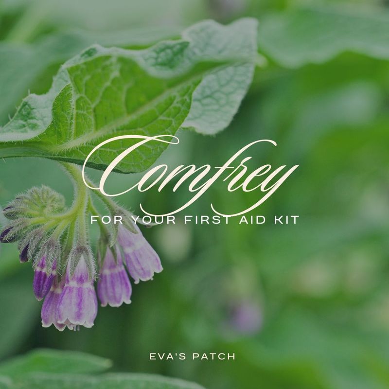 Comfrey Salve