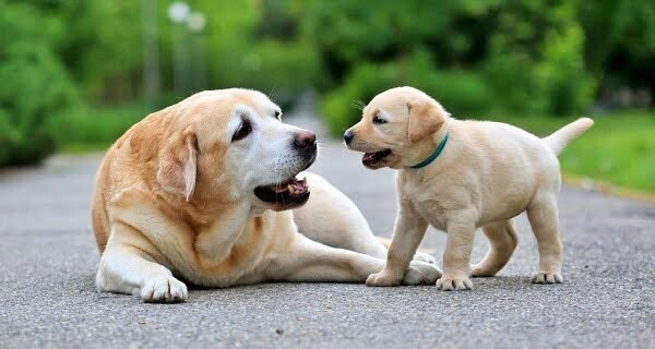 Can you Legally Register Emotional Support Dog | Ultimate Guide