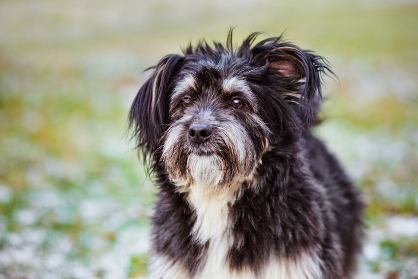Headings to get a Legitimate Emotional Support Dog Certification Online | Useful Guide