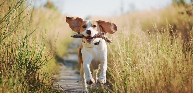 Avoid Websites That Claim Emotional Support Animal Registration