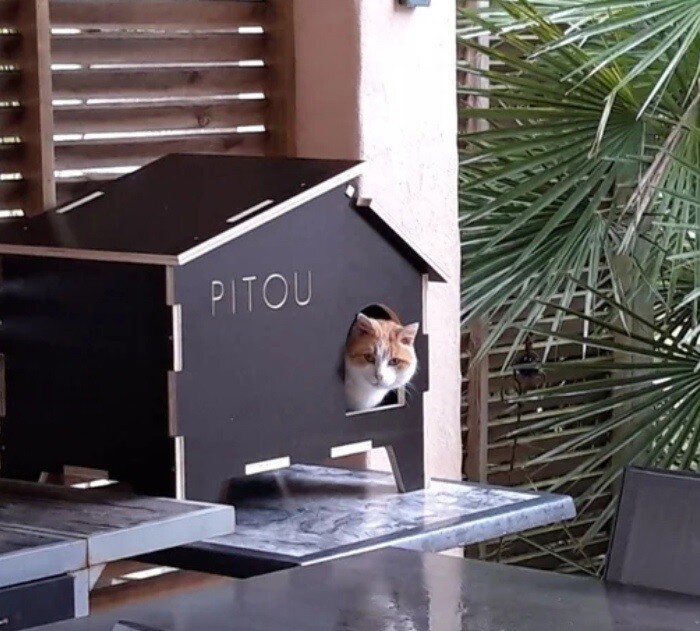 ​Vector de Casa Gato