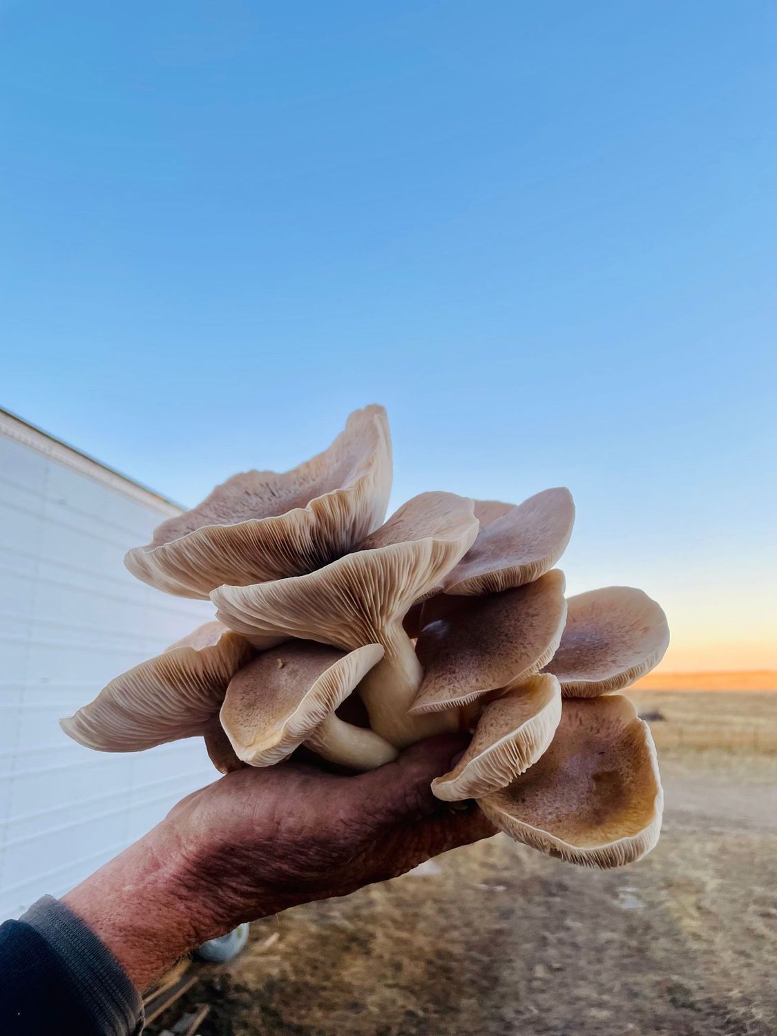 2 LB - King Trumpet