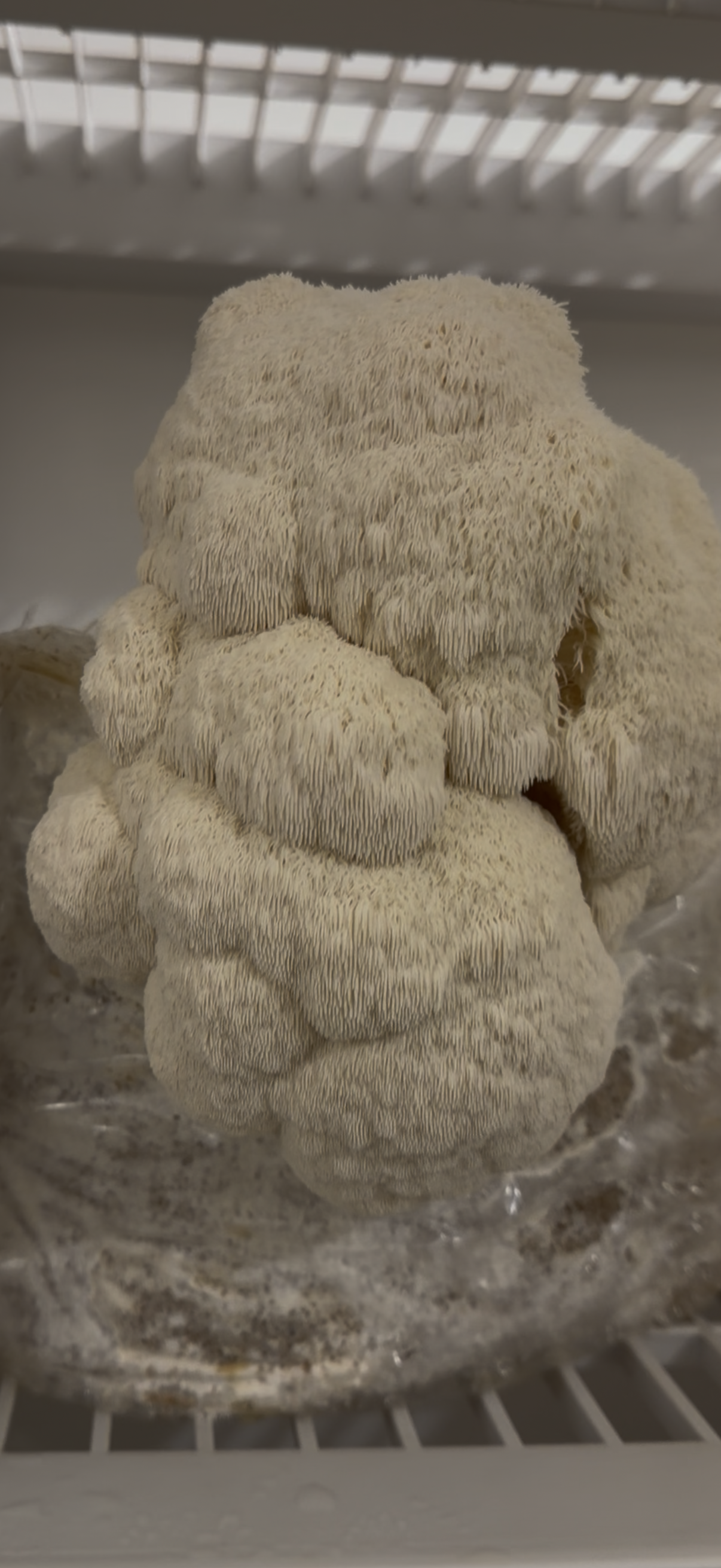 1LB+ Lions Mane  - Dehydrated