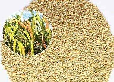 بذور الدخن للطيور 1 كغم