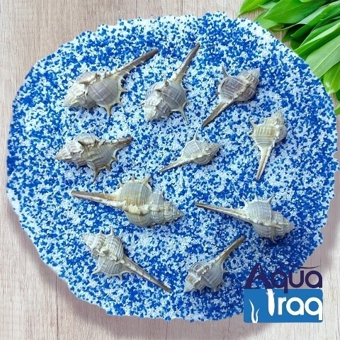 ديكور أحواض اصداف مشوكه