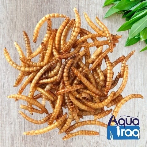 ديدان ميل ورم مجففة كيس 50 غم فل 