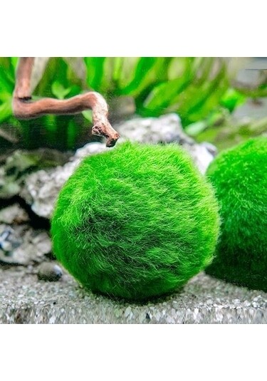 Marimo Moss Ball 5-7 CM 