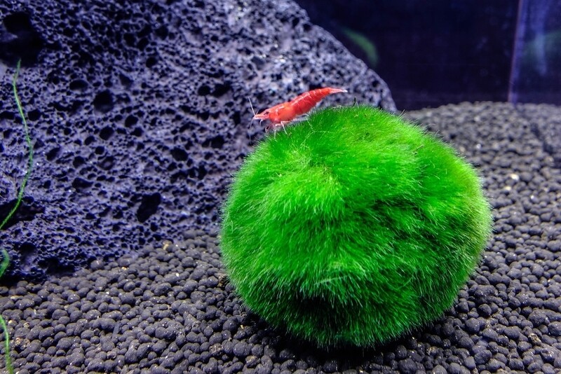 Marimo Moss Ball 4-5 CM