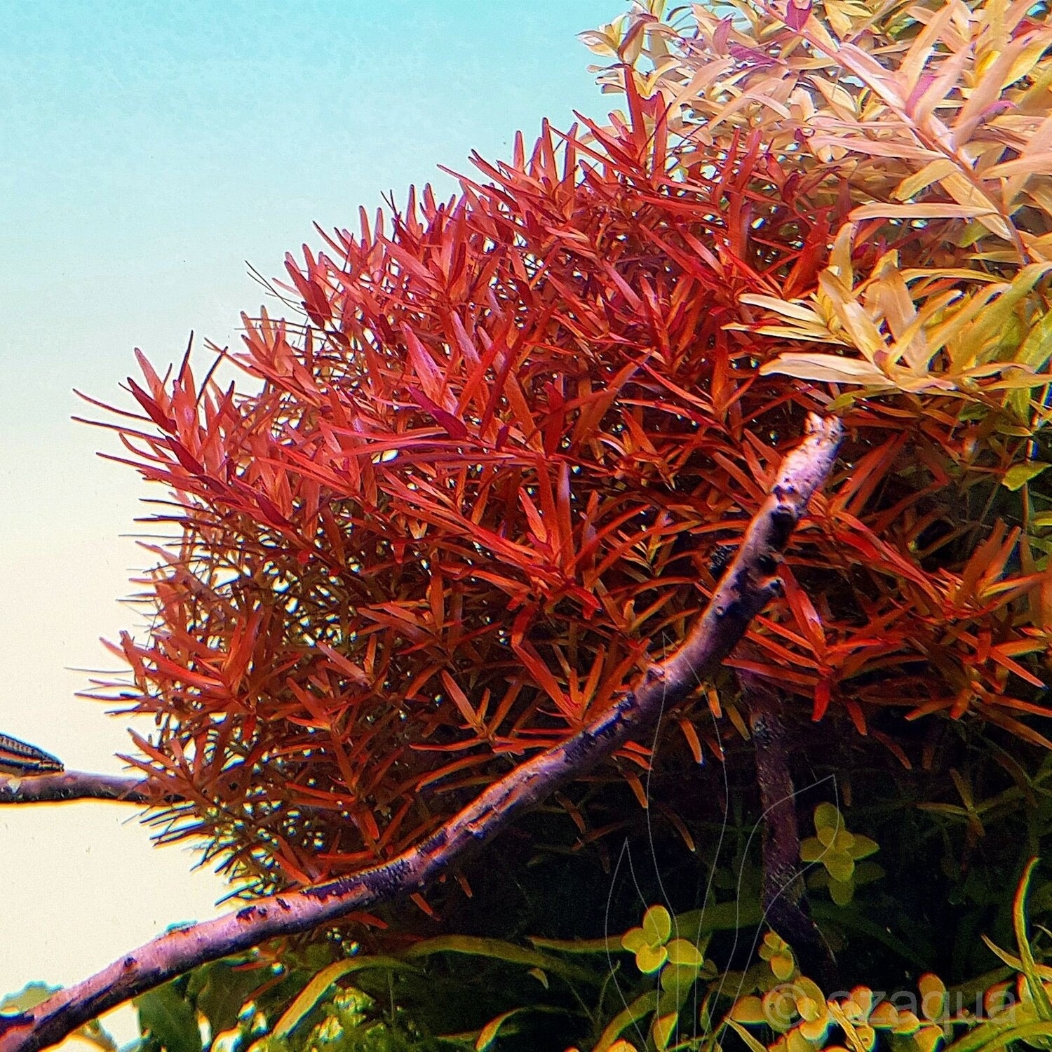 Rotala H&#39;ra TC CUP