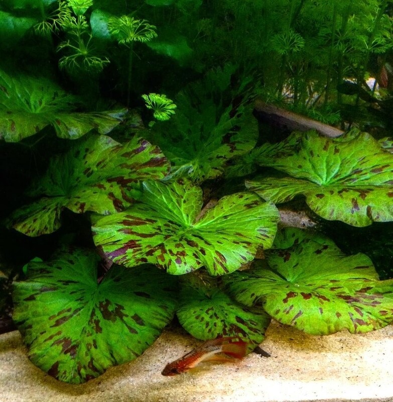 Nymphaea zenkeri green