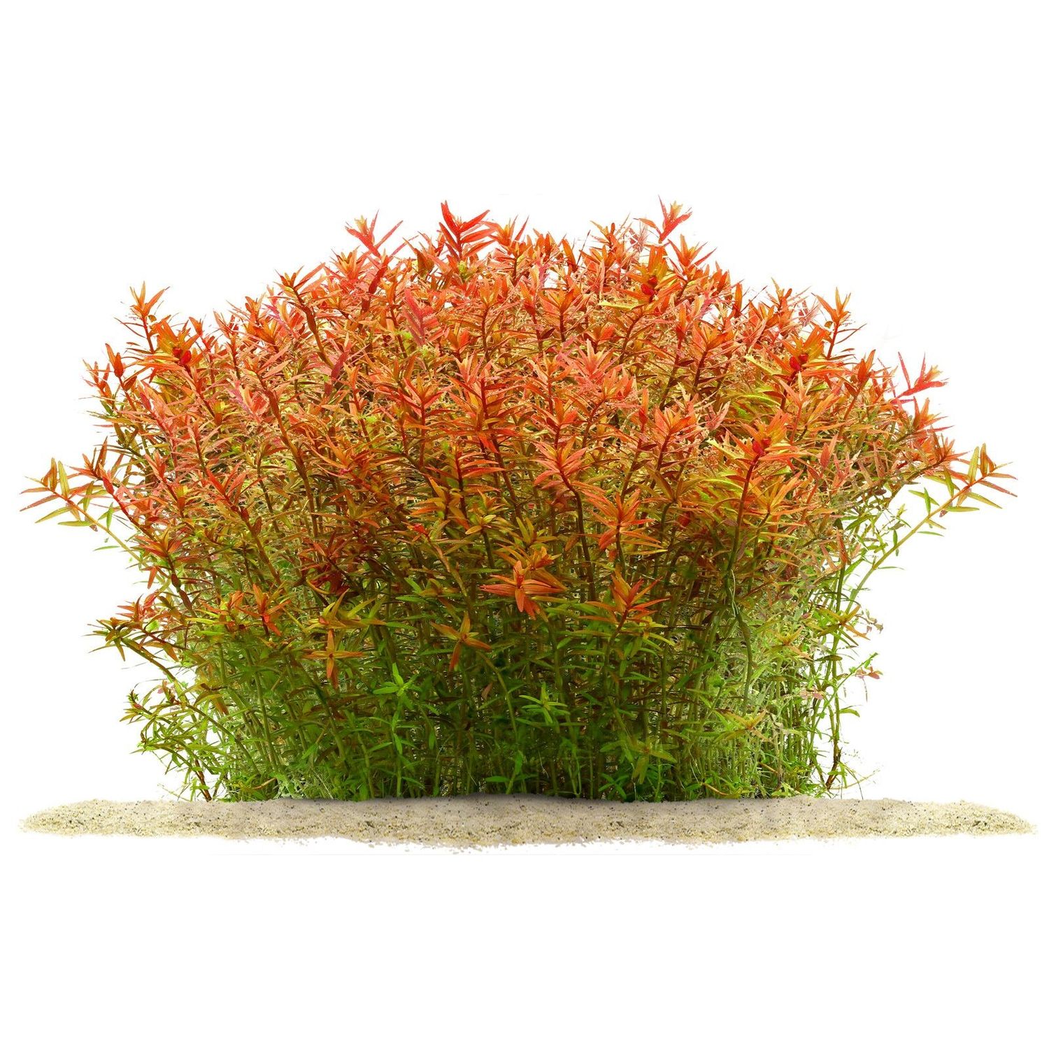Rotala orange juice R23 TC CUP