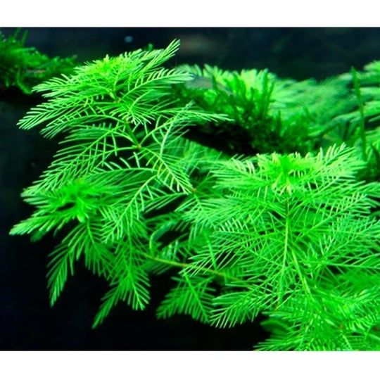 Myriophyllum snowflake TC CUP m28