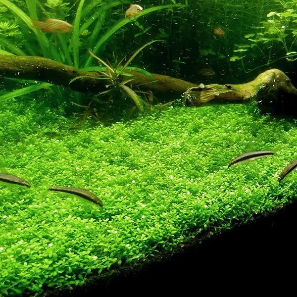 Hemianthus callitrichoides cuba TC CUP