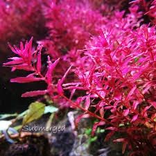 Rotala macrandra mini pink TC CUP R15