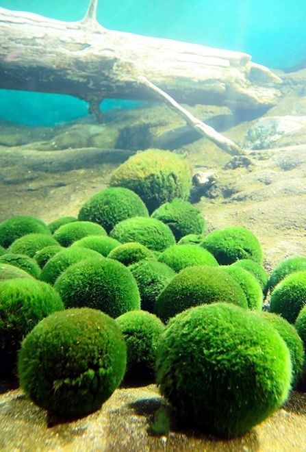 Marimo Moss Ball 2-3 CM