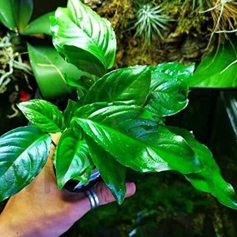 Anubias heterophylla mini IN VITRO CUP A35
