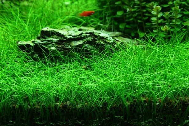 Eleocharis parvula mini TC CUP