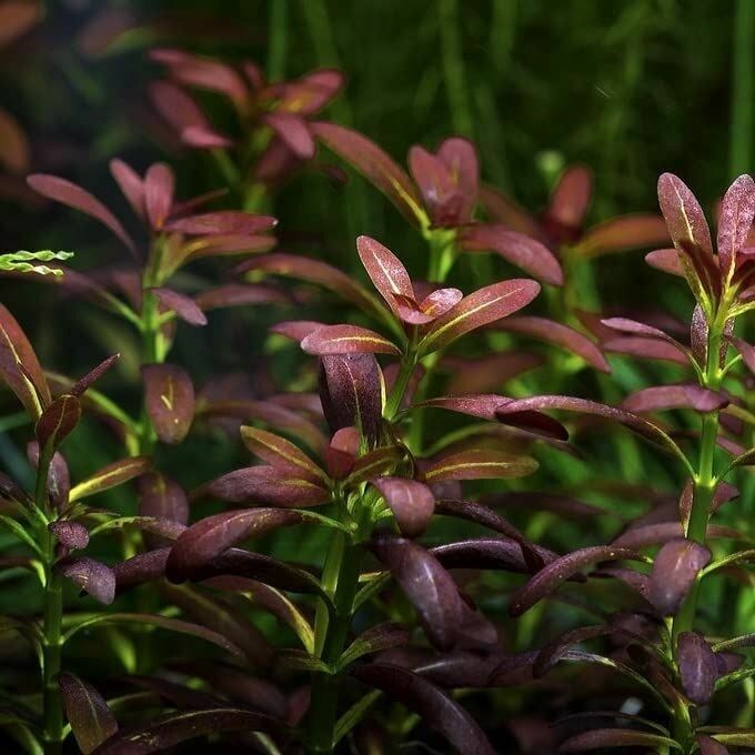 Rotala ramosoir SUNSET IN VITRO CUP R31