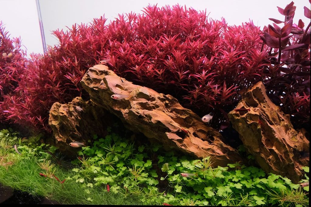 Rotala BLOOD RED IN VITRO CUP R27