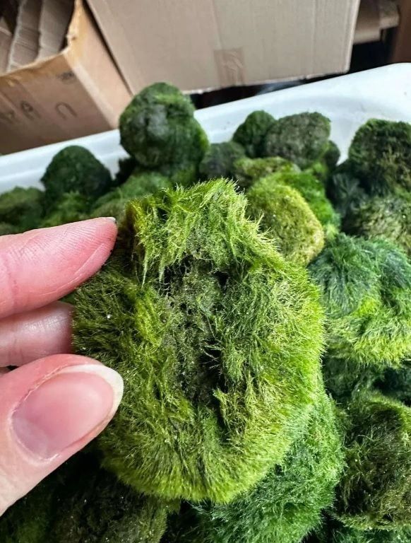 Marimo Moss Ball broken pieces 50 grams