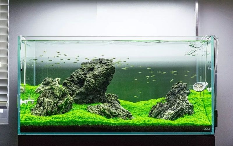 Utricularia graminifolia TC CUP