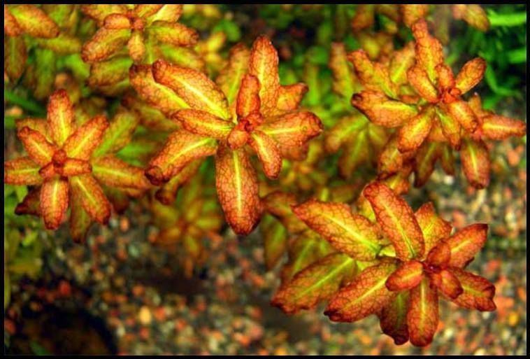 Ludwigia guinea TC CUP