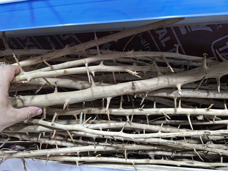 خشب متحجر نيدل وود 1 كغم