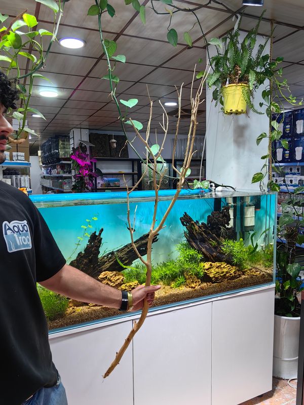 خشب متحجر فروع شجرية قطعة