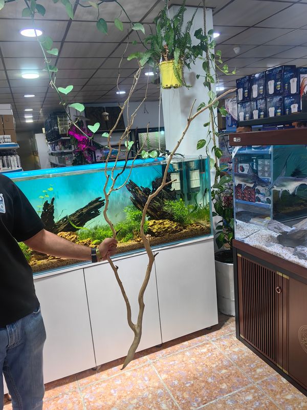 خشب متحجر فروع شجرية قطعة