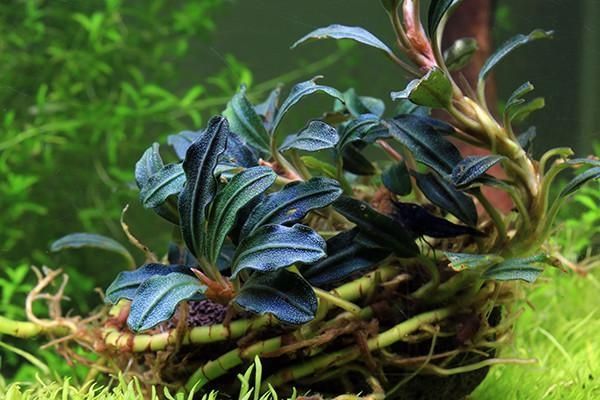 Bucephalandra kedagang mini round IN VITRO CUP