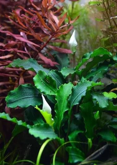 Bucephalandra green wavy IN VITRO CUP
