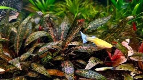 Cryptocoryne nurii IN VITRO CUP