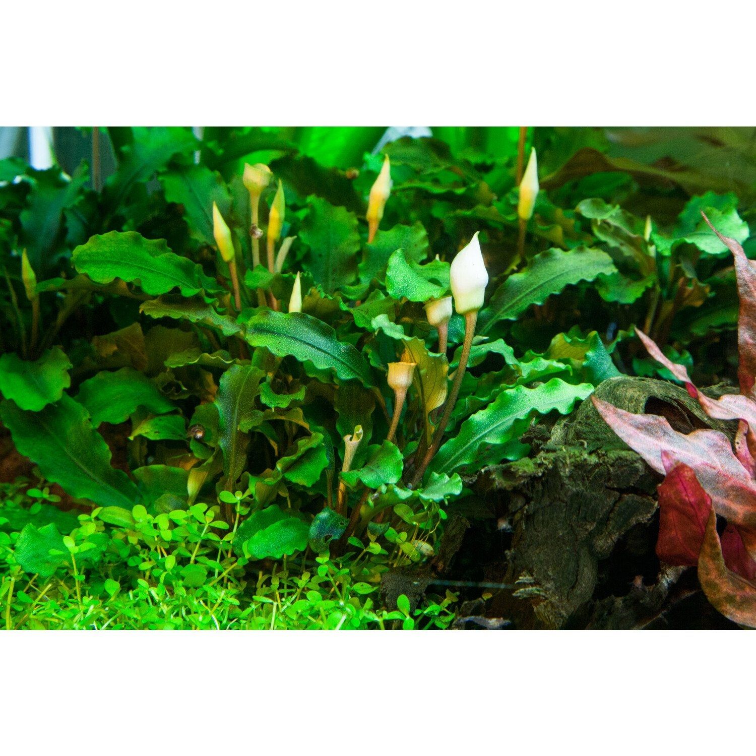 Bucephalandra bukit kelam IN VITRO CUP
